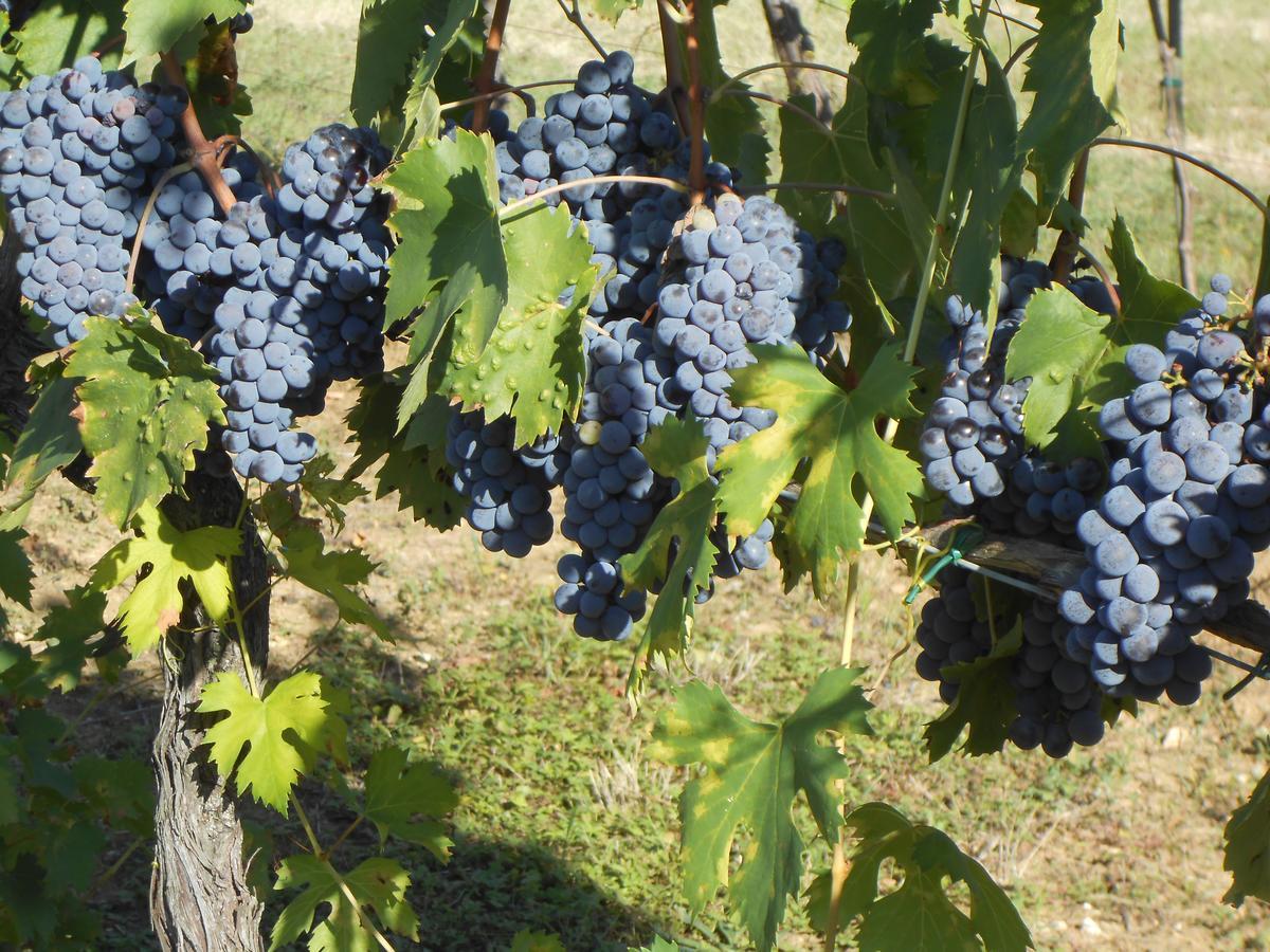 Agriturismo Circugnano Грассина Экстерьер фото